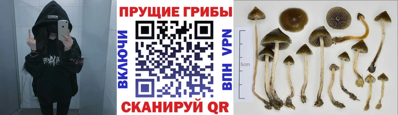 Псилоцибиновые грибы Cubensis  где можно купить наркотик  Усть-Джегута 